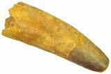 Fossil Spinosaurus Tooth - Feeding Worn Tip #361296-1